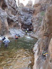 Pantosteus discobolus