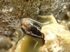 Eatoniella