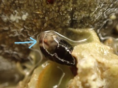 Eatoniella