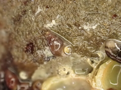 Eatoniella