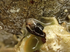 Eatoniella