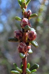 Ceanothus ophiochilus