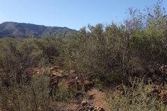 Ceanothus ophiochilus