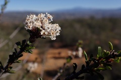 Ceanothus ophiochilus