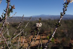 Ceanothus ophiochilus