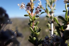 Ceanothus ophiochilus