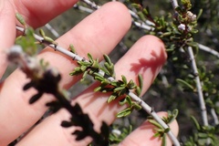 Ceanothus ophiochilus