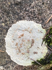 Placopsis lambii