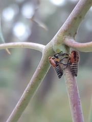 Eurymeloides marmorata