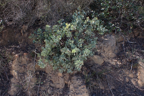 Image of Arctostaphylos rainbowensis by (c) Madeleine Claire, some rights reserved (CC BY)