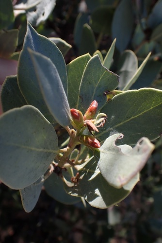 Image of Arctostaphylos rainbowensis by (c) Madeleine Claire, some rights reserved (CC BY)