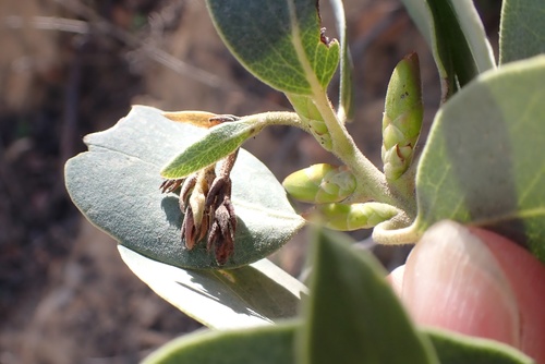 Image of Arctostaphylos rainbowensis by (c) Madeleine Claire, some rights reserved (CC BY)