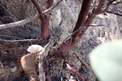 Image of Arctostaphylos rainbowensis by (c) Madeleine Claire, some rights reserved (CC BY)