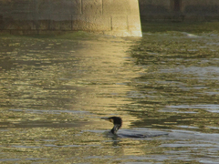 Phalacrocorax carbo