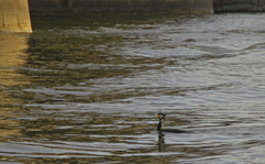 Phalacrocorax carbo