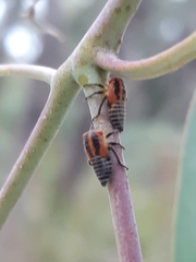 Eurymeloides marmorata