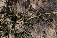 Ceanothus pendletonensis