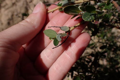 Image of Ceanothus pendletonensis by (c) Madeleine Claire, some rights reserved (CC BY)