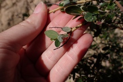 Ceanothus pendletonensis