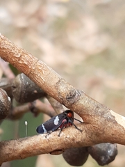 Eurymeloides lineata