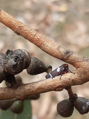 Eurymeloides lineata