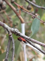 Eurymeloides lineata