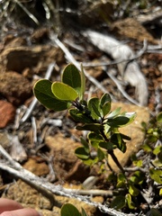Garrya buxifolia