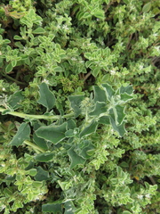 Atriplex suberecta