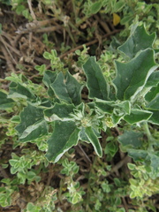 Atriplex suberecta