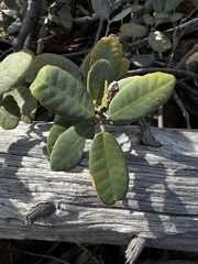 Notholithocarpus densiflorus echinoides