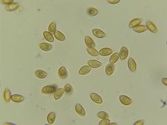 Naucoria escharioides