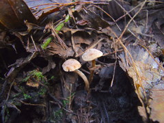 Naucoria escharioides