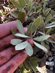 Arctostaphylos nevadensis