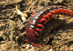 Scolopendra subspinipes