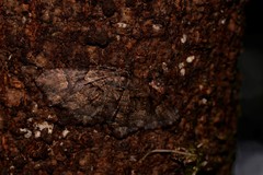 Scotocyma albinotata