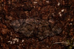 Scotocyma albinotata