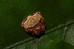Arkys speechleyi
