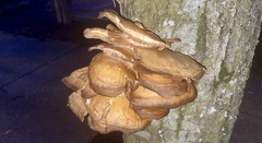 Pleurotus ostreatus