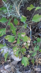 Notobubon galbanum