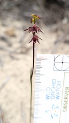 Genoplesium filiforme