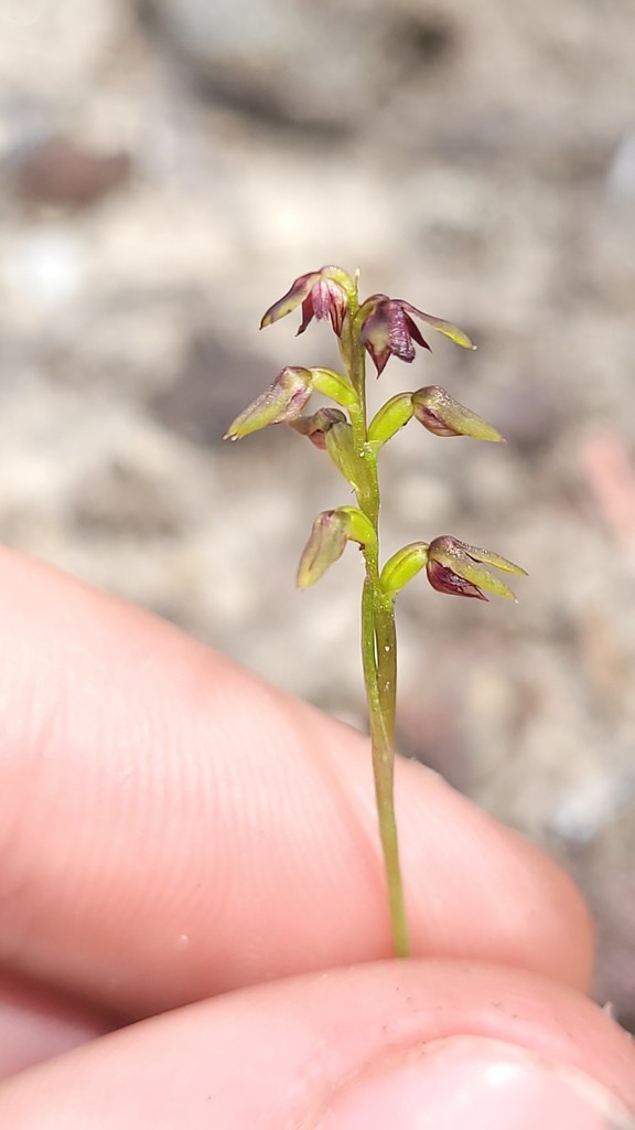 Genoplesium mucronatum