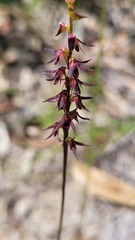 Genoplesium filiforme