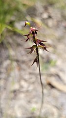 Genoplesium filiforme