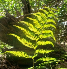 Microlepia strigosa