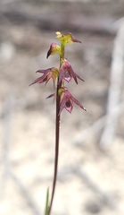 Genoplesium filiforme