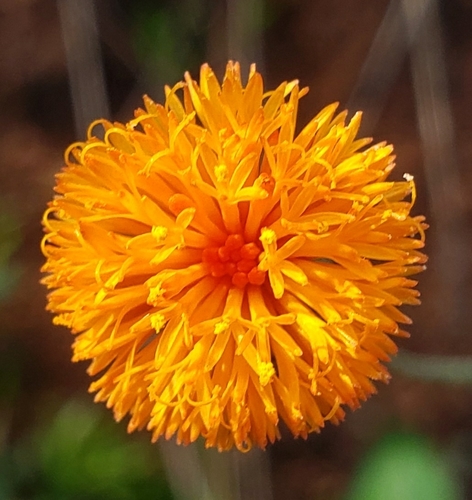 Emilia coccinea iNat (2)