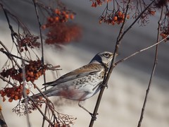 Turdus pilaris