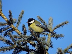 Parus major
