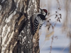 Dendrocopos leucotos