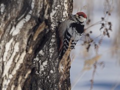 Dendrocopos leucotos